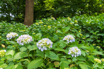 初夏の緑陰に咲く淡紫色の紫陽花群生
