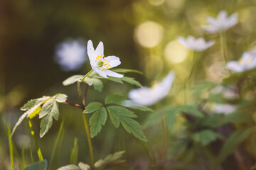 Wood anemone. Forest flower. Close-up of the plant. Blurred background. Sunny day in April