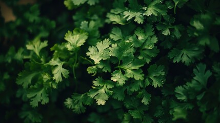 A bunch of fresh cilantro leaves, perfect for garnishing green vegetable dishes like stir-fries and curries