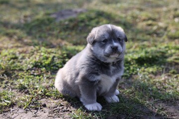 Fototapeta premium One tiny puppy sitting on green grass outdoors