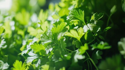 Obraz premium A bunch of fresh parsley leaves, ideal for garnishing green vegetable soups or adding a burst of flavor to salads