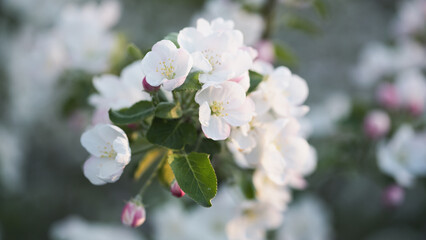 Blossoming white flowers for spring celebrations and layout designs