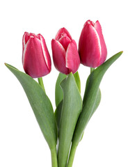Three beautiful pink tulips isolated on white