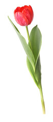 Obraz premium One beautiful pink tulip isolated on white