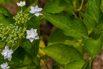 緑葉に映える白淡紫の額紫陽花