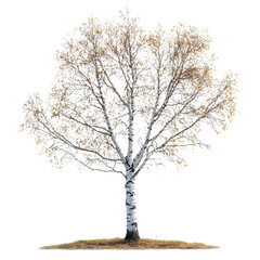 Birch Tree isolated on transparent background