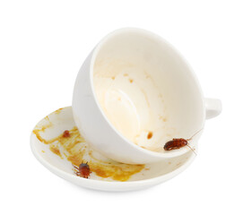 Cockroaches crawling on dirty dishes against white background