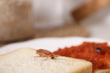 Cockroach crawling on bread against blurred background, closeup