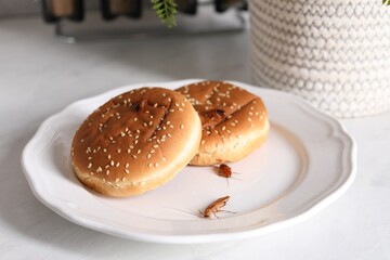 Cockroaches crawling on plate with buns on light table, closeup