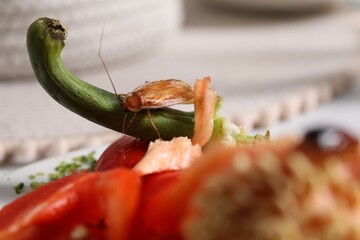Cockroach crawling on food leftovers on table, closeup