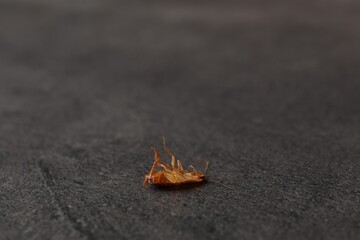 One cockroach on grey table, closeup. Space for text