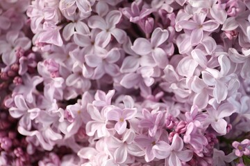 Many beautiful lilac flowers as background, closeup