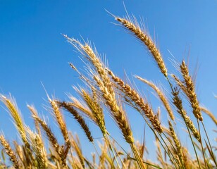 Enjoy the view of the ears swaying in the gentle wind, accompanied by the bright blue sky.