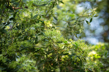 Flower of Maerua siamensis (known as Jang or Kang in Thai language) tropical tree, close up shot background