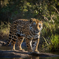 Obraz premium leopard in the wild