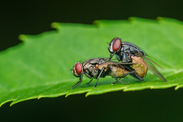Two flies mating on a vibrant green leaf