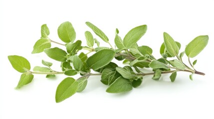 fragrant herbs like sage, thyme, and oregano, ideal for seasoning roasted meats and vegetables