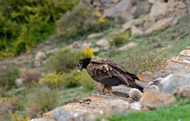 Gypaète barbu, jeune,.Gypaetus barbatus, Bearded Vulture, Pyrénées
