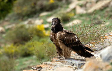 Gypaète barbu, jeune,.Gypaetus barbatus, Bearded Vulture, Pyrénées