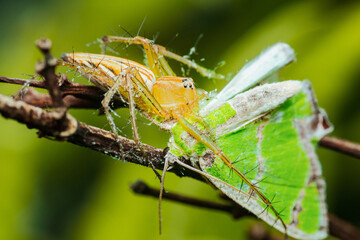 Lynx spider eating a green butterfly on a branch