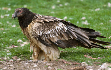 Gypaète barbu, jeune,.Gypaetus barbatus, Bearded Vulture, Pyrénées