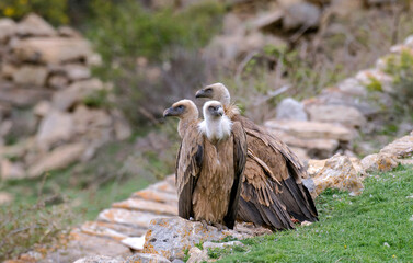 Vautour fauve,.Gyps fulvus, Griffon Vulture, Pyrénées Atlantiques