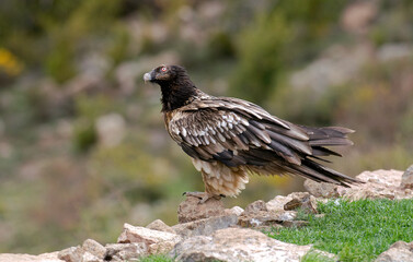 Gypaète barbu, jeune,.Gypaetus barbatus, Bearded Vulture, Pyrénées