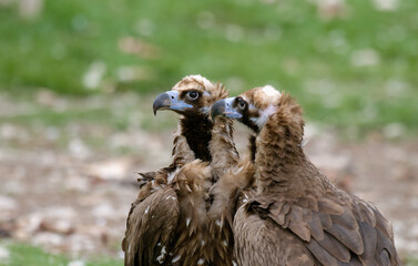 Vautour moine,.Aegypius monachus, Cinereous Vulture, Pyrénées