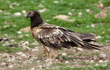 Gypaète barbu, jeune,.Gypaetus barbatus, Bearded Vulture, Pyrénées