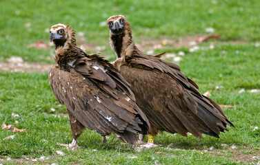 Vautour moine,.Aegypius monachus, Cinereous Vulture, Pyrénées
