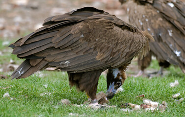 Vautour moine,.Aegypius monachus, Cinereous Vulture, Pyrénées