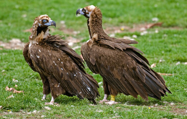 Vautour moine,.Aegypius monachus, Cinereous Vulture, Pyrénées
