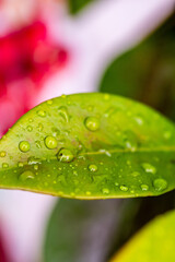Gotas de agua en un cultivo.