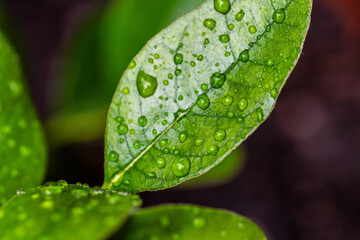 Gotas de agua en un cultivo.