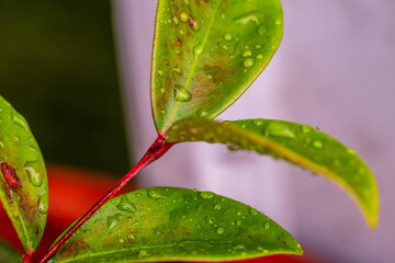 Gotas de agua en un cultivo.