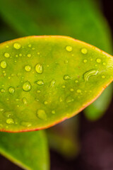 Gotas de agua en un cultivo.