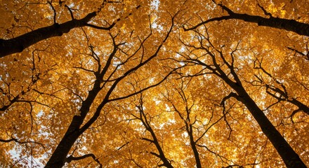 Golden Autumn Canopy Sunlight Filters Through Vibrant Leaves in Forest