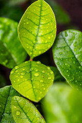 Gotas de agua en un cultivo.