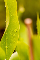 Gotas de agua en un cultivo.