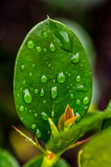 Fototapeta premium Gotas de agua en un cultivo.