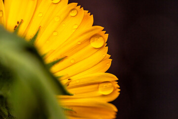 Gotas de agua en un cultivo.