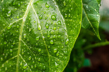 Gotas de agua en un cultivo.