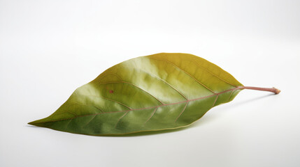 Fototapeta premium Leaf on White Background 