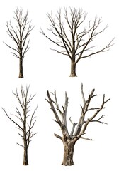 Obraz premium Winter's Skeletal Embrace