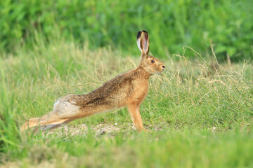 European hare, Lepus europaeus, in grass