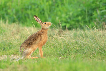 European hare, Lepus europaeus, in grass