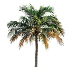 King Palm isolated on transparent background
