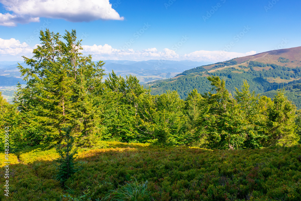 Wall mural forest landscape of carpathian mountain range with in summer. picturesque view of beech trees on hil