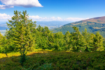 forest landscape of carpathian mountain range with in summer. picturesque view of beech trees on hillside. fluffy clouds on the blue sky in evening light