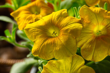 Fototapeta premium Close-up of beautiful vibrant yellow petunia flowers in full bloom during summer.